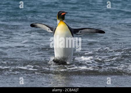 King Penguin (Aptenodytes patagonicus), der aus dem Wasser kommt, Salisbury Plain, South Georgia Island, Antarktis Stockfoto