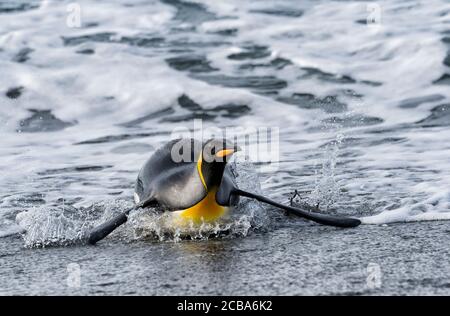 King Penguin (Aptenodytes patagonicus), der aus dem Wasser kommt, Salisbury Plain, South Georgia Island, Antarktis Stockfoto