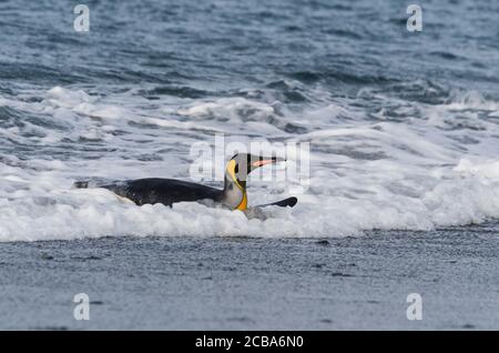 King Penguin (Aptenodytes patagonicus), der aus dem Wasser kommt, Salisbury Plain, South Georgia Island, Antarktis Stockfoto