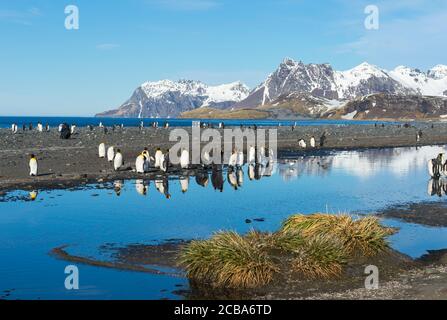 King Penguin Colony (Aptenodytes patagonicus) und schneebedeckte Berge, die in Wasser reflektieren, Salisbury Plain, South Georgia Island, Antarktis Stockfoto