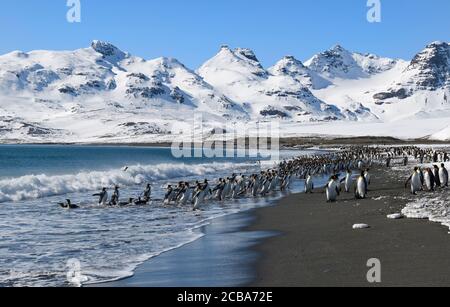 Königspinguine (Aptenodytes patagonicus) kommen in und aus dem Ozean, Salisbury Plain, South Georgia Island, Antarktis Stockfoto