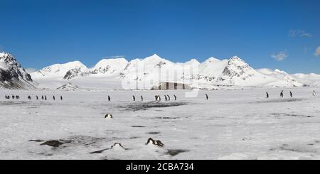 Königspinguine (Aptenodytes patagonicus) Wandern auf schneebedeckter Salisbury-Ebene, Südgeorgien-Insel, Antarktis Stockfoto