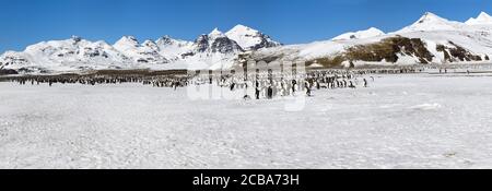 Königspinguin Kolonie (Aptenodytes patagonicus) und schneebedeckte Berge dahinter, Salisbury Plain, Südgeorgien Insel, Antarktis Stockfoto