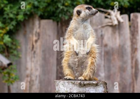 Nahaufnahme eines Erdmännchen, der steht und genau hinschaut Etwas Stockfoto