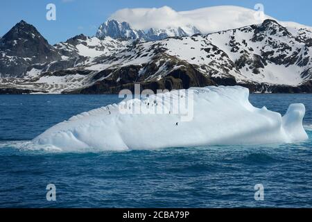 Gentoo-Pinguine (Pygoscelis papua) auf einem schwimmenden Eisberg, Drygalski Fjord, Südgeorgien, Südgeorgien und die Sandwichinseln, Antarktis Stockfoto