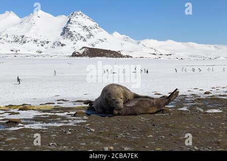 Südliche Elefantenrobbe (Mirounga leonina) und Weibchen am Strand, Königspinguine dahinter, Salisbury Plains, Südgeorgien, Antarktis Stockfoto