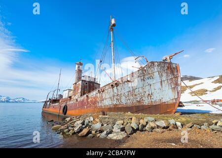 Wrack des whaler-Schiffes Petrel, ehemalige Walfangstation Grytviken, King Edward Cove, Südgeorgien, Südgeorgien und die Sandwich-Inseln, Antarktis Stockfoto
