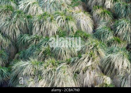 Tussock Grass, Stromness Bay, Südgeorgien, Südgeorgien und die Sandwichinseln, Antarktis Stockfoto