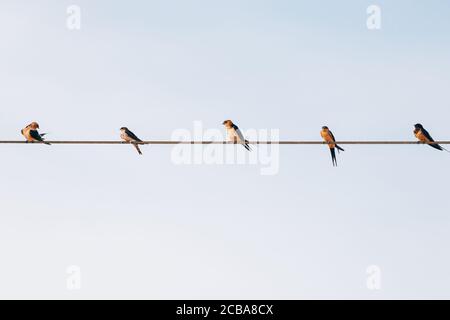 Schar von kleinen schwarzen Vögeln Dorf Schwalben sitzen auf der Drähte gegen den blauen Himmel im Sommer Stockfoto