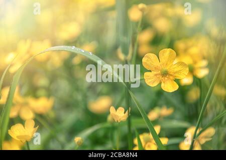 Silberweed, Potentilla anserina gelbe Blume im Gras und mit Sonnenstrahl Lichter Stockfoto