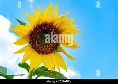 Sonnenblume am blauen Himmel Hintergrund, Blick von unten, Stockfoto