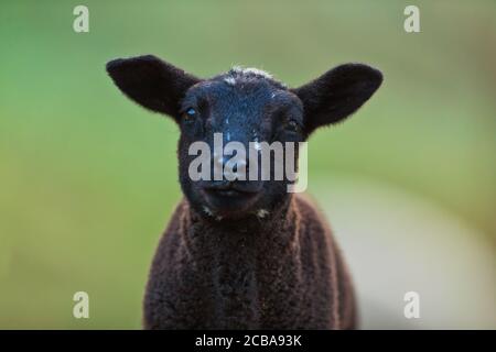 Junge schwarze Lamm Porträt auf der Weide, am frühen Morgen im Frühjahr. Symbol des Frühlings und des neugeborenen Lebens. Stockfoto