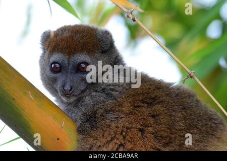 Östlicher kleiner Bambuslemur, östlicher grauer Bambuslemur, östlicher grauer sanfter Lemur (Hapalemur griseus), Porträt, Blick in Richtung Kamera, Madagaskar, Antananarivo, Lemurpark Stockfoto