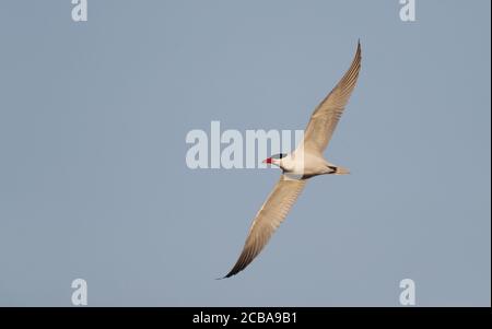 kaspische Seeschwalbe (Hydroprogne caspia, Sterna caspia), Erwachsene im Flug, Dänemark Stockfoto