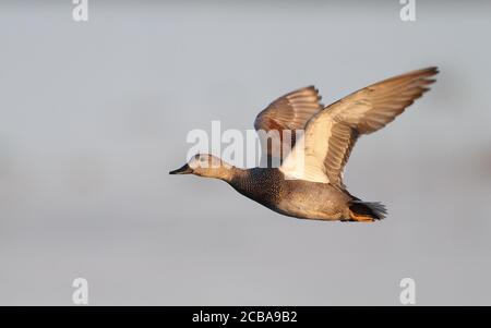 Gadwall (Anas strepera, Mareca strepera), fliegender erwachsener Rüde, Dänemark, Lille Vildmose Stockfoto