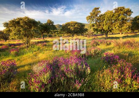 korkeiche (Quercus suber), mit blühendem französischem Lavendel, Lavandula stoechas, Spanien, Extremadura Stockfoto