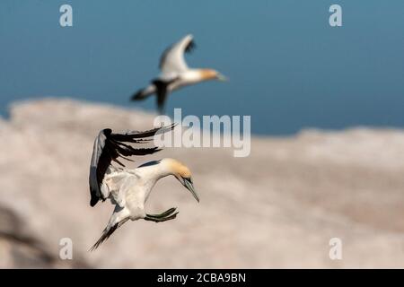 Kap Gannet (Morus capensis), Landung auf einem Felsbrocken, Seitenansicht, Südafrika, Westkap, Lamberts Bay Stockfoto