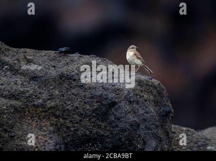 Antipodes Island Pipit (Anthus novaeseelandiae steindachneri, Anthus steindachneri), eine endemische Unterart der Antipodes-Inseln, die auf Küstenfelsen, Neuseeland, Antipodes-Inseln, perchiing Stockfoto