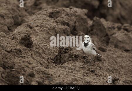 Amur-Bachstelze, Amur-Bachstelze (Motacilla alba leucopsis, Motacilla leucopsis), Barsch auf Erde, Indien, Pench National Park Stockfoto