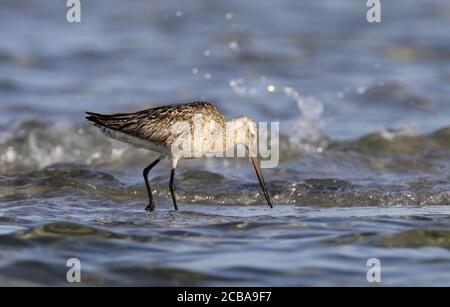 Bartailed Godwit (Limosa lapponica), Nahrungssuche im Surfe, Seitenansicht, Dänemark Stockfoto