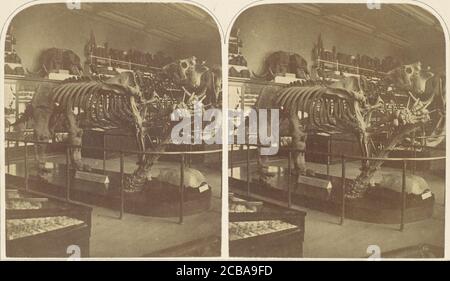 The Megatherium, British Museum, 1850er Jahre. Stockfoto