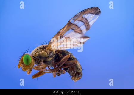 pfauenfliege (Chaetorellia spec.), Makroaufnahme, Deutschland, Bayern Stockfoto