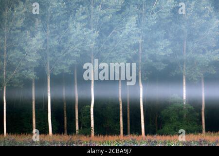 aspen, Pappel (Populus spec.), Tal der Zuidlede, Belgien, Ostflandern Stockfoto