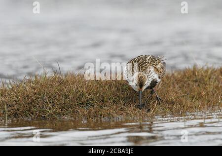 Grönland Dunlin (Calidris alpina arctica, Calidris arctica), Nahrungssuche in Tundra, Norwegen, Spitzbergen, Longyearbyen Stockfoto