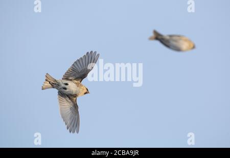 Rotauge, Rotauge (Carduelis flammea flammea, Acanthis flammea flammea), zwei Rotauge im Flug, Dänemark Stockfoto