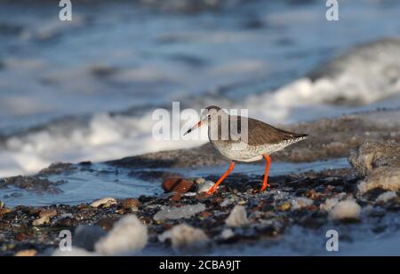 Isländische Rotschenkel (Tringa totanus robusta), an der Kueste, Dänemark Stockfoto