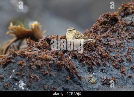 Antipodes Island Pipit (Anthus novaeseelandiae steindachneri, Anthus steindachneri), eine endemische Unterart der Antipodes-Inseln, die auf Küstenfelsen, Neuseeland, Antipodes-Inseln, perchiing Stockfoto