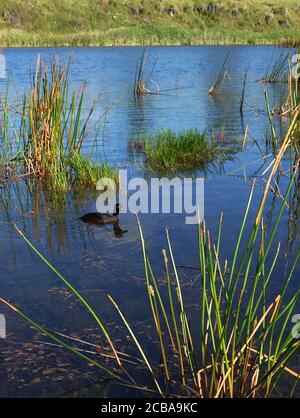 Neuseeländischer Scaup (Aythya novaeseelandiae), Schwimmen auf einem See in Neuseeland., Neuseeland, Subantarktische Inseln Stockfoto