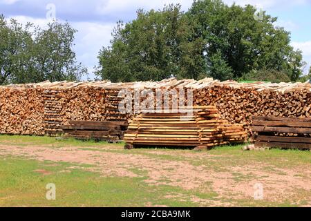 Holzstapel aus frisch geernteten Fichtenstämmen. Baumstämme im Wald geschnitten und gestapelt. Holzstämme Stockfoto