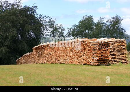 Holzstapel aus frisch geernteten Fichtenstämmen. Baumstämme im Wald geschnitten und gestapelt. Holzstämme Stockfoto