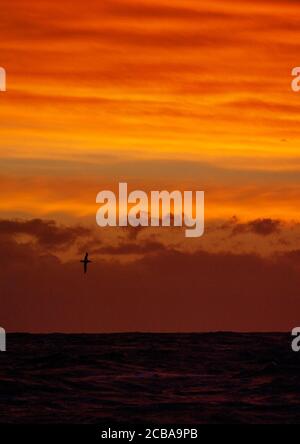 Wandering Albatros, Snowy Albatross (Diomedea exulans), fliegen über den Ozean gegen atemberaubende rot gefärbte Himmel, Suedgeorgien Stockfoto