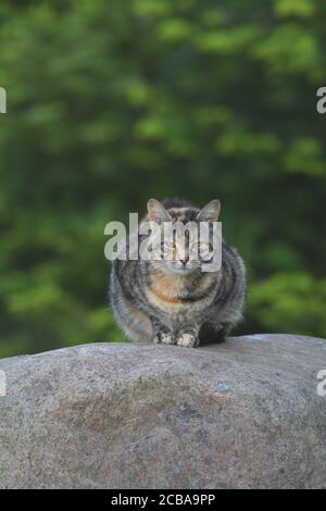 Hauskatze, Hauskatze (Felis silvestris f. catus), auf einem Felsen gelegen, Dänemark Stockfoto