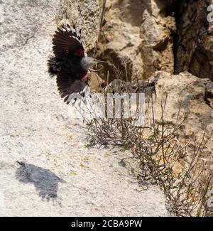 wallcreeper (Tichodroma muraria), Erwachsener Männchen, der vor einer steilen Felswand fliegt, gefolgt von seinem Schatten, Belgien, Dinant Stockfoto