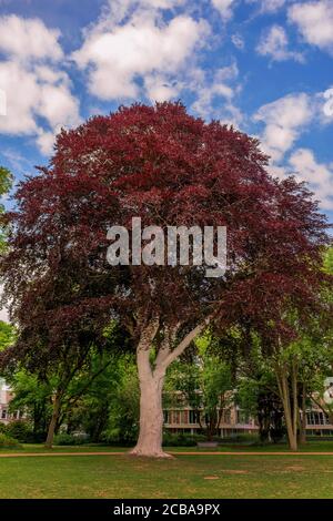 Kupferbuche (Fagus sylvatica var. purpurea, Fagus sylvatica 'Atropunicea', Fagus sylvatica Atropunicea), Kupferbuche im Heine Park mit weiß getünchten Stamm, Deutschland, Hamburg-Altona Stockfoto