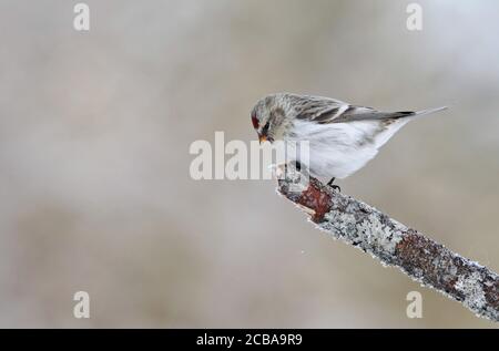 arktischer Rotaugen, Hory Rotaugen (Carduelis hornemanni exilipes, Acanthis hornemanni exilipes), auf einem gebrochenen Ast, Seitenansicht, Finnland, Kaamanen Stockfoto