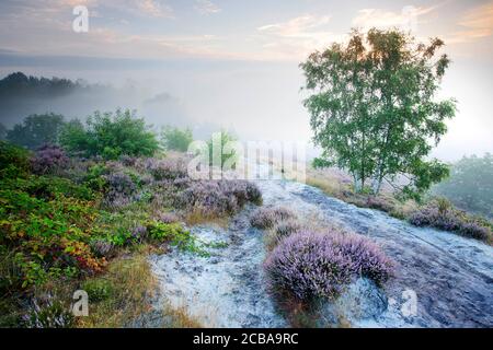 Heidekraut, Ling, Heidekraut (Calluna vulgaris), Brunssommerheide bei Sonnenaufgang, Niederlande, Limburg Stockfoto