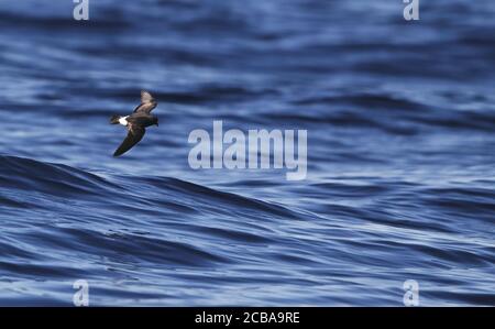 britischer Sturmsturmsturmvogel (Hydrobates pelagicus), unreif vor der Küste von Fuseta, Portugal, Algarve Stockfoto