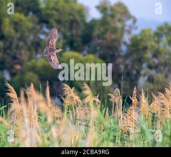 Schwarzkronenreiher (Nycticorax nycticorax), der versucht, in einem Schilfbett zu landen, Zypern Stockfoto