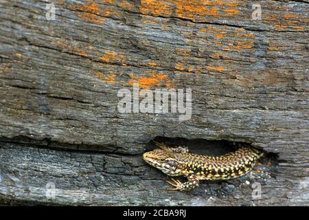 Gemeine Mauereidechse (Lacerta muralis, Podarcis muralis), aus dem Fell in altem Holz, Belgien Stockfoto