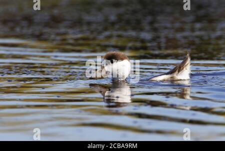 Gemeine Entenente (Tadorna tadorna), Entlein einer Gemeinen Entenente beim Schwimmen auf einem See, Dänemark Stockfoto