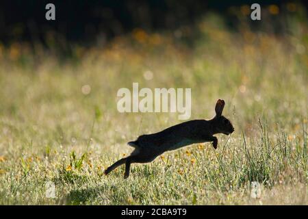 Europäischer Hase (Oryctolagus cuniculus), morgens im Sprung auf Gras, Seitenansicht, Belgien Stockfoto