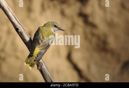 golden Oriolus oriolus, Jugendlicher auf einem vertikalen Zweig, Ungarn, Debrecen Stockfoto