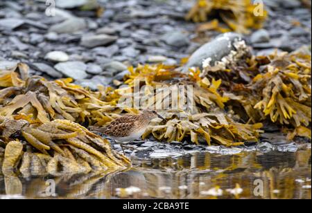 Kleinster Sandpiper (Calidris minutilla), Rotmorph juvenile kleinster Sandpiper in sehr frischem Gefieder im Spätsommer, USA, Alaska, Kenai Peninsula Stockfoto