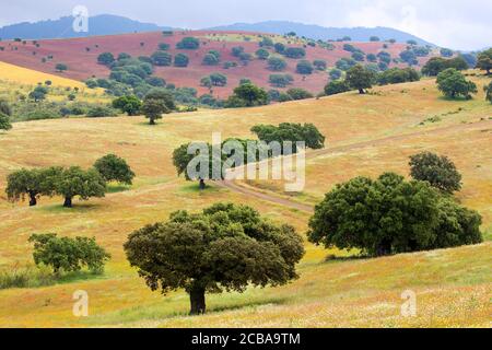 korkeiche (Quercus suber), Landschaft mit Korkeiche, Korsika Stockfoto