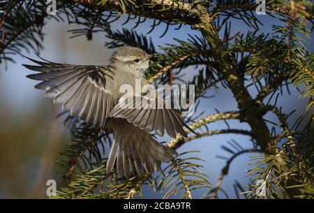 hume's Gelbbrauen-Waldsänger (Phylloscopus humei), Landung auf einem Fichtenzweig, Schweden Stockfoto