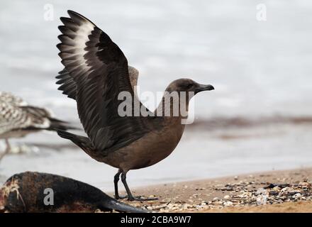 Große skua (Stercorarius skua, Catharacta skua), erste-Winter dunkle Phase steht am Strand mit beiden Flügeln angehoben, Schweden, Halland Stockfoto